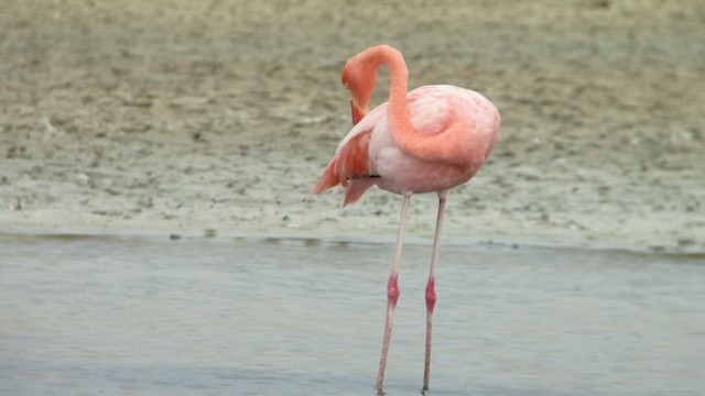 American Flamingo - ML413752901