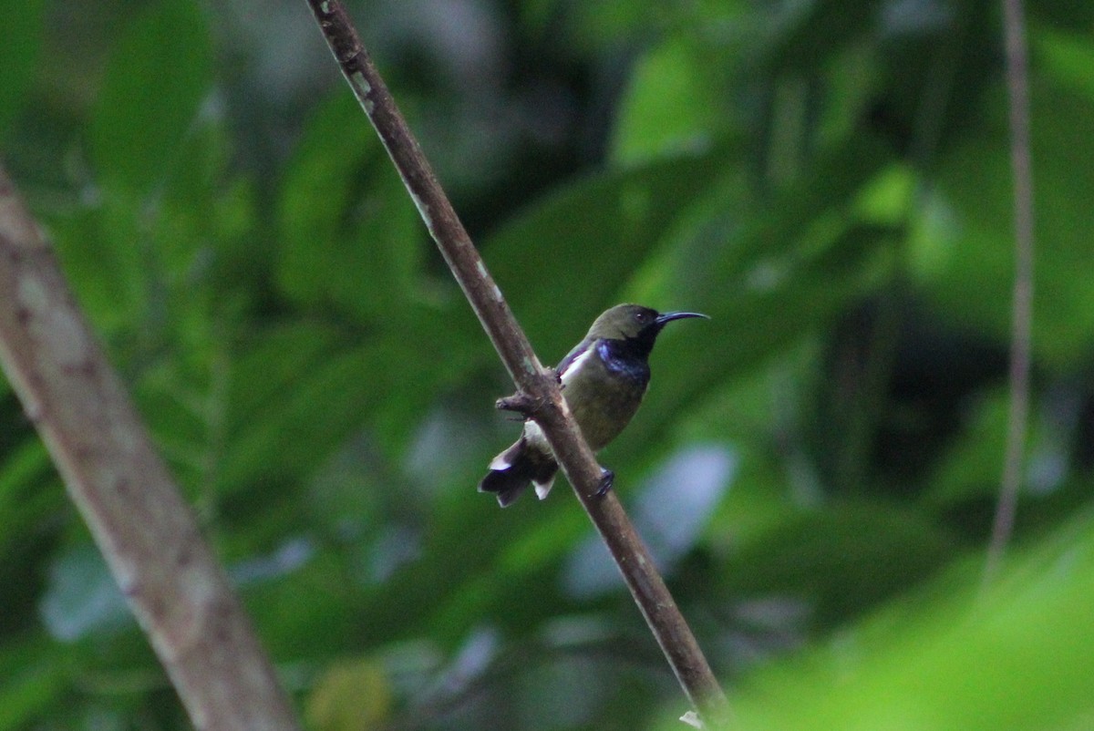 Principe Sunbird - John Koon