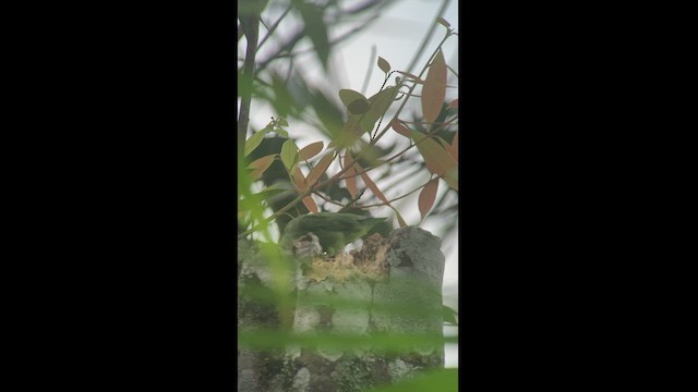アオメルリハシインコ - ML413753451