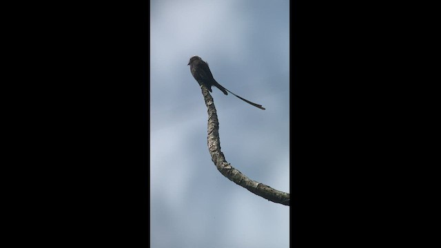 Long-tailed Tyrant - ML413753581