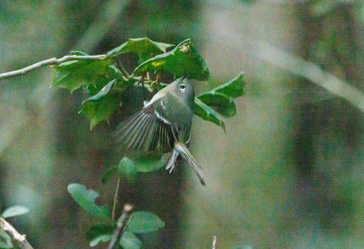 Ruby-crowned Kinglet - ML413753681