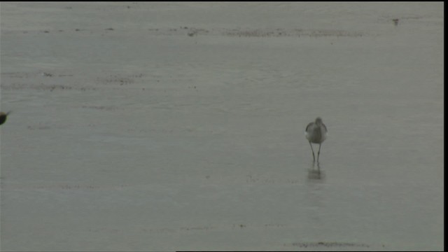 Common Greenshank - ML413754