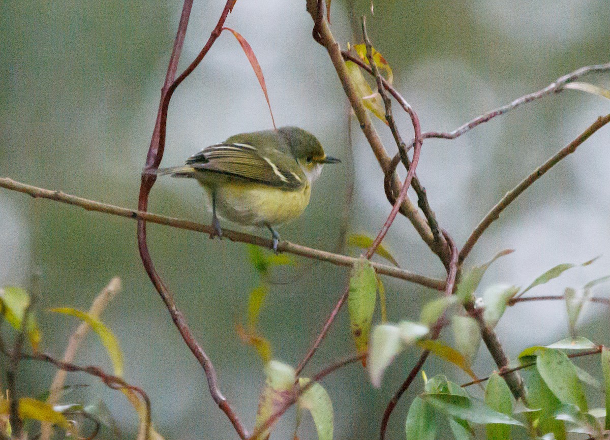 White-eyed Vireo - ML413755311