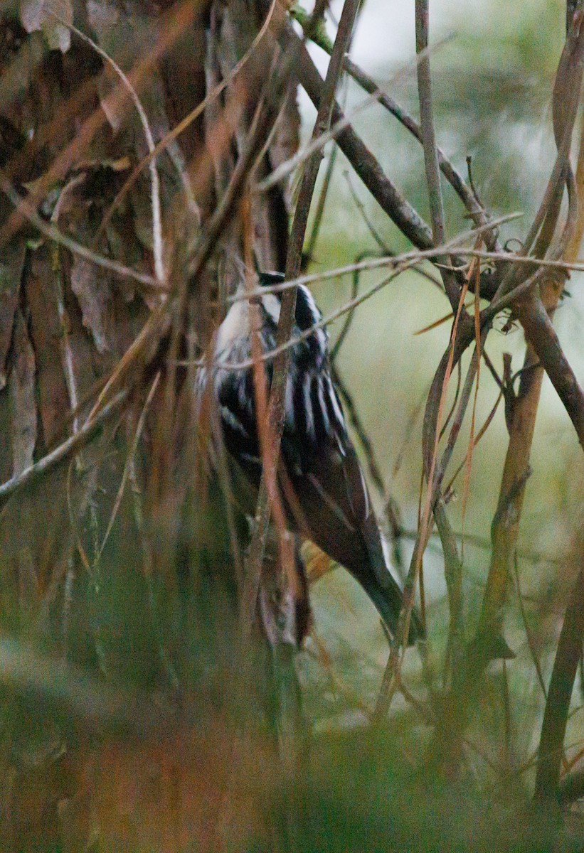 Black-and-white Warbler - ML413755671