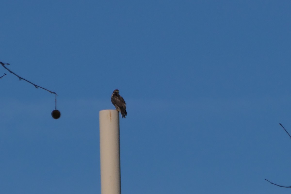 Red-tailed Hawk (Harlan's) - ML413755961
