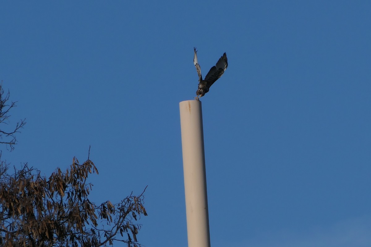 Red-tailed Hawk (Harlan's) - ML413756041