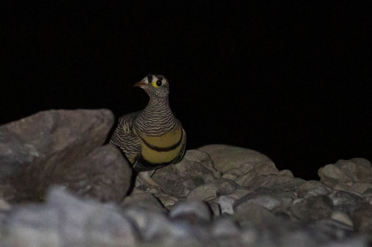 Lichtenstein's Sandgrouse - ML413756381