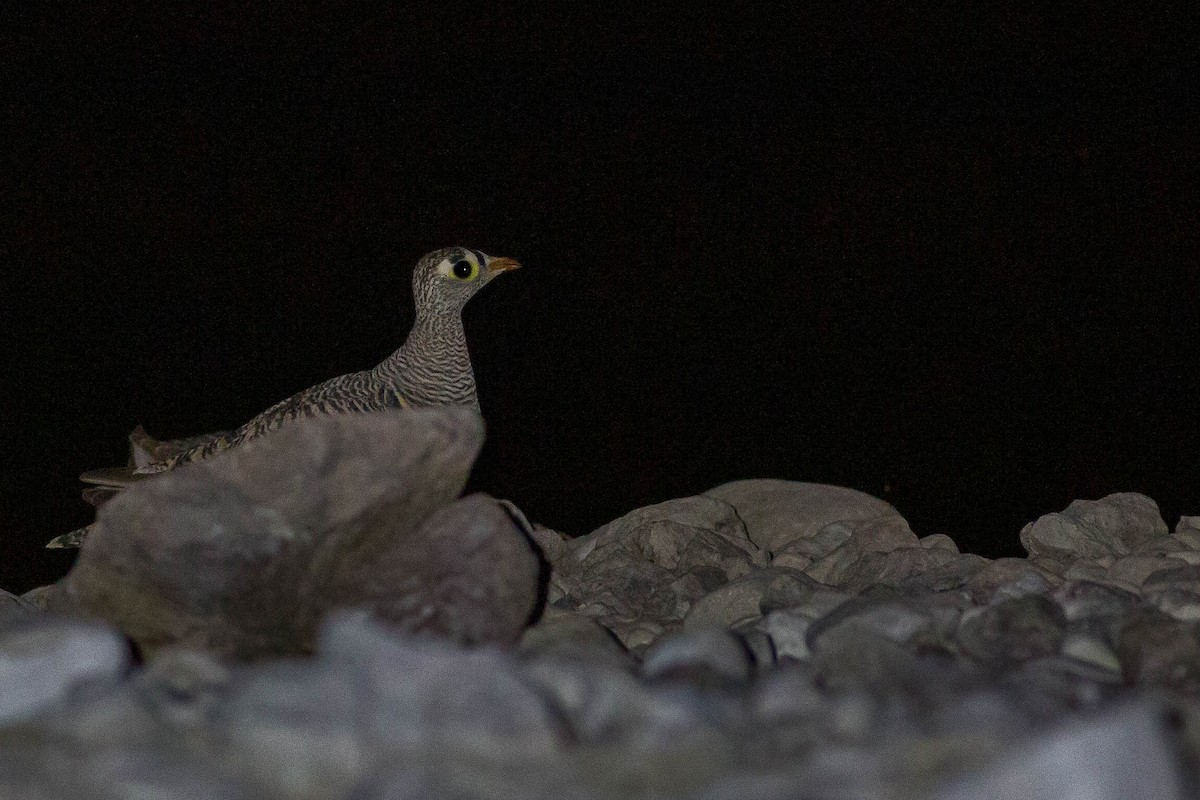 Lichtenstein's Sandgrouse - ML413756671