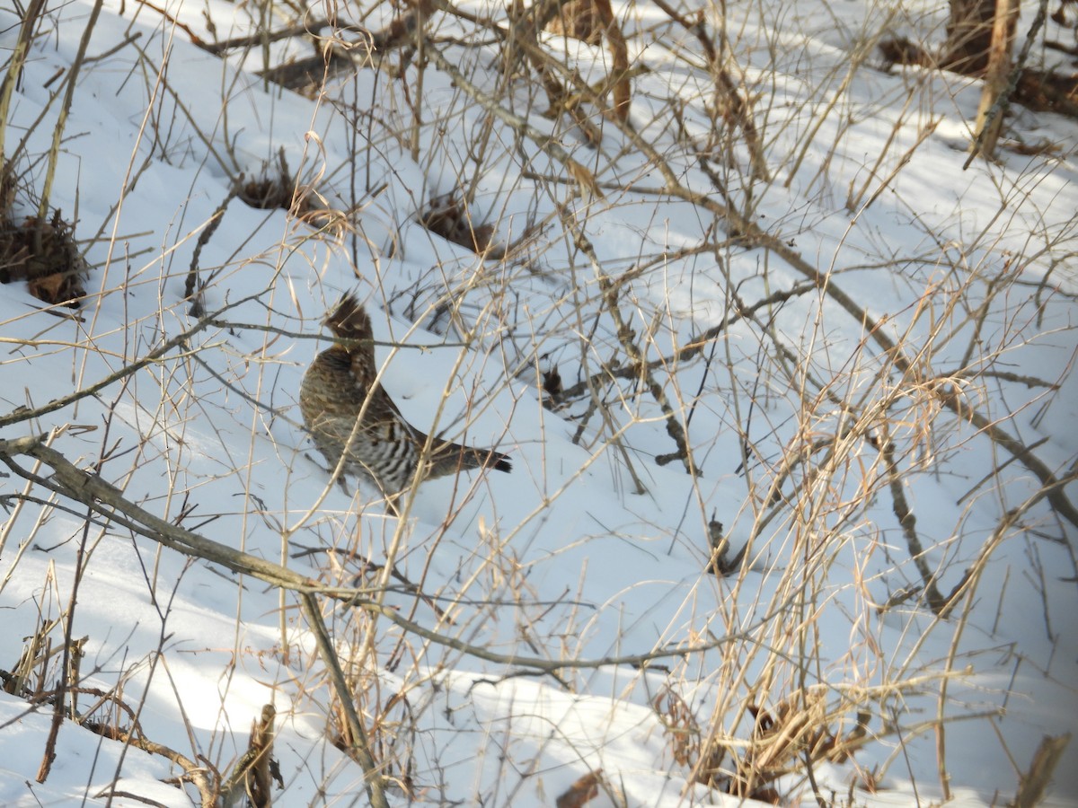 Ruffed Grouse - ML413758321