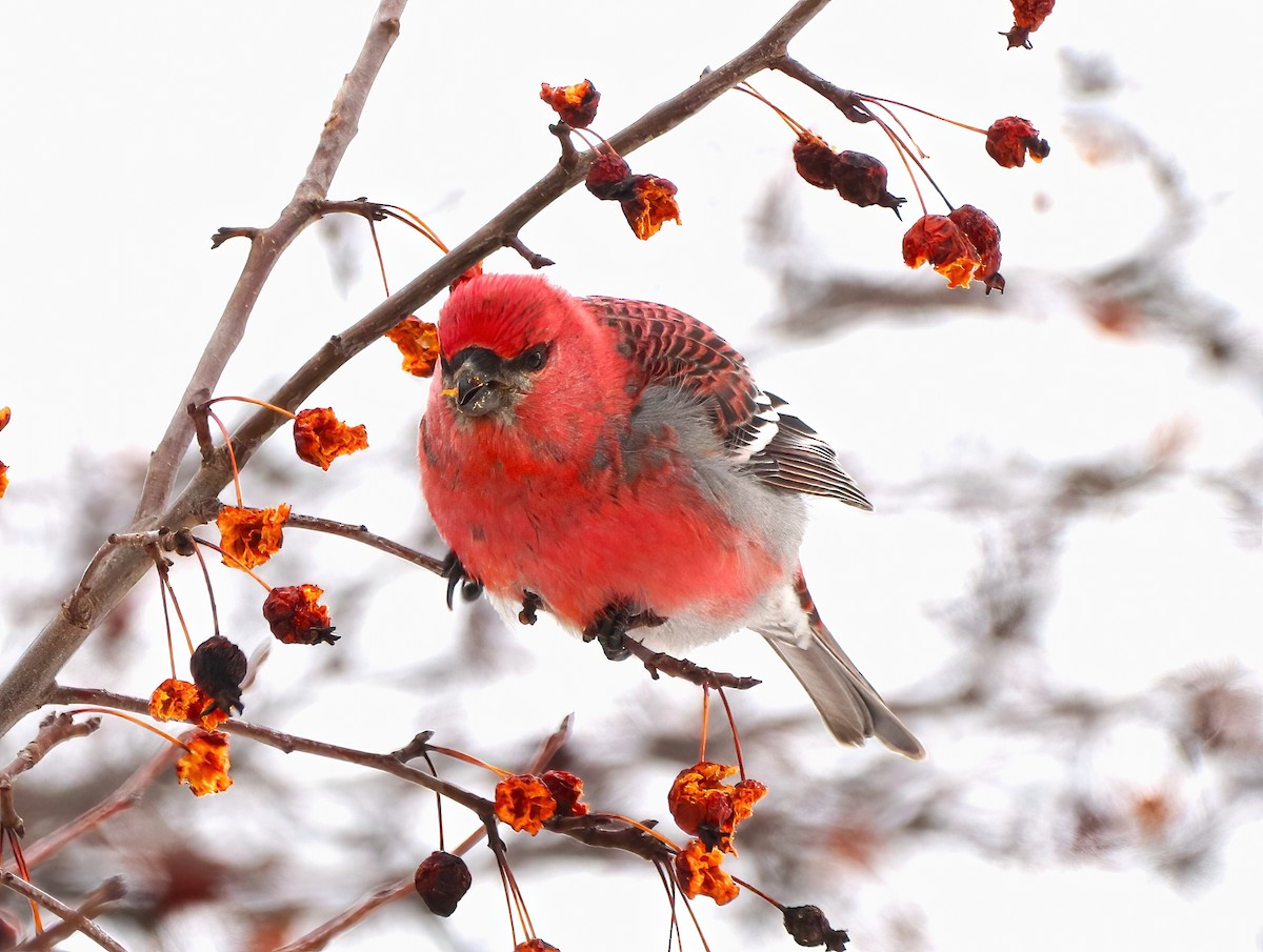 Pine Grosbeak - ML413758431