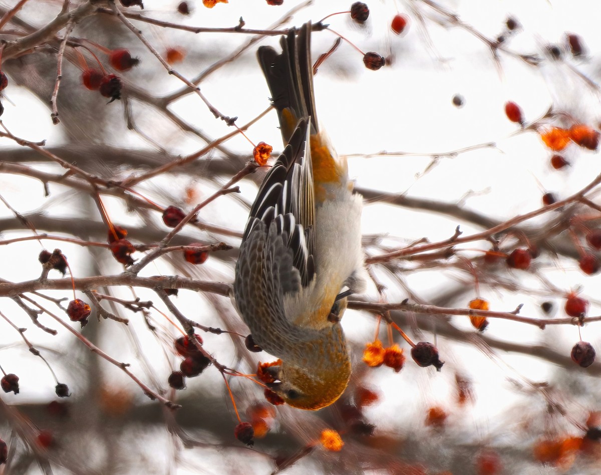 Pine Grosbeak - ML413758461