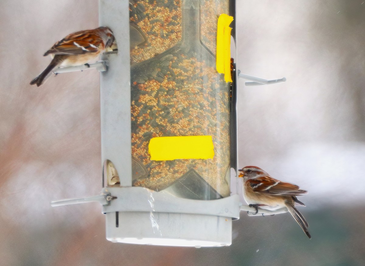 American Tree Sparrow - ML413758701