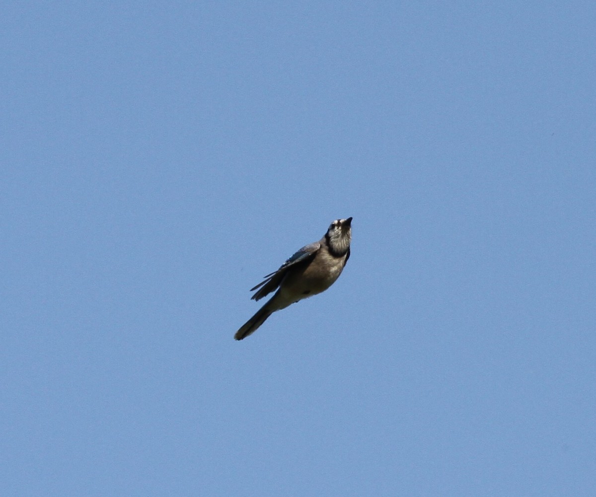 Blue Jay - David Wheeler