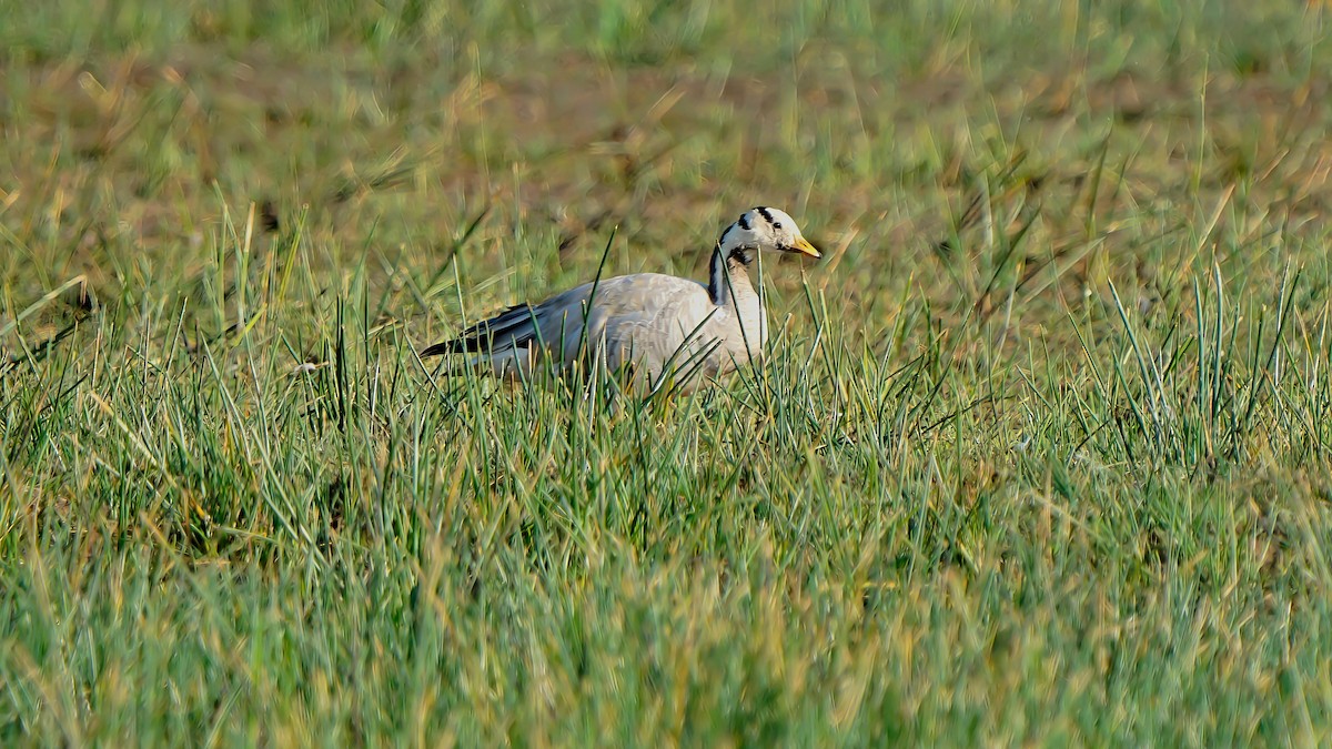 Bar-headed Goose - ML413760101