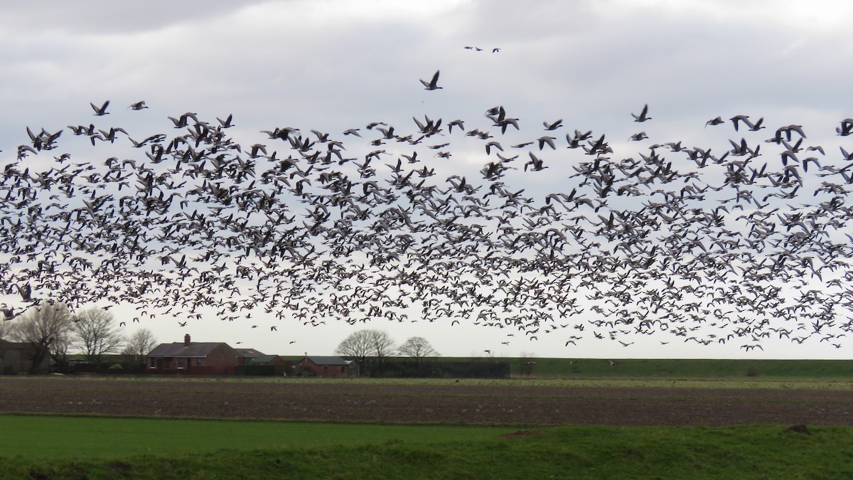 Pink-footed Goose - Ric Else