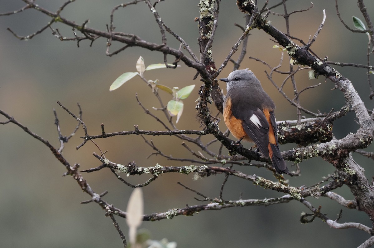 Red-rumped Bush-Tyrant - ML413762011
