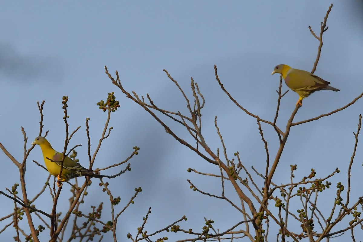 Yellow-footed Green-Pigeon - ML413762261