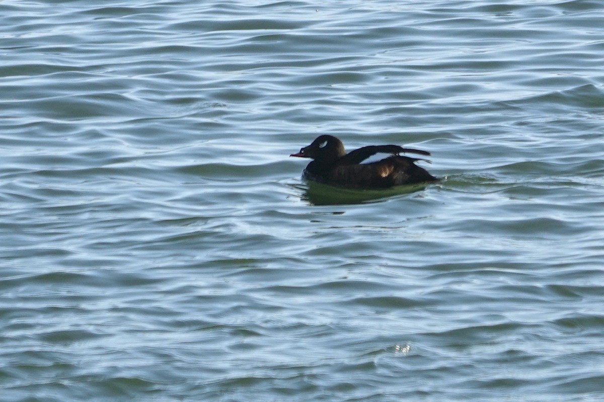 White-winged Scoter - ML413763991