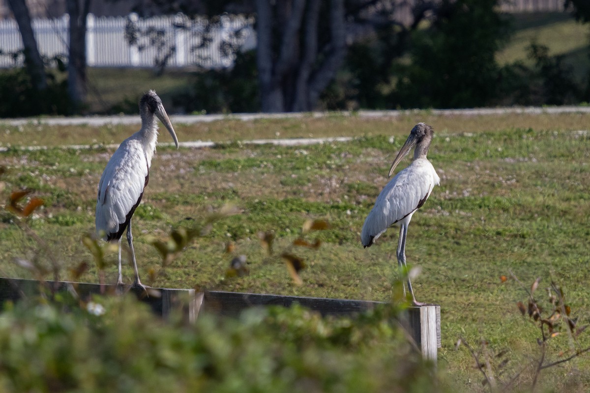 Wood Stork - ML413764941