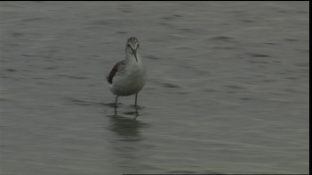 Common Greenshank - ML413765