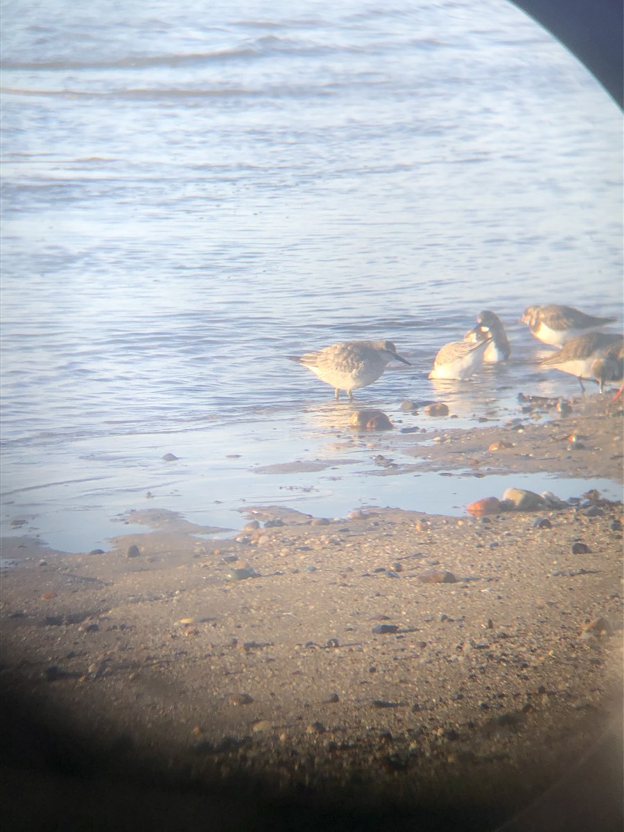 Red Knot - ML413765581