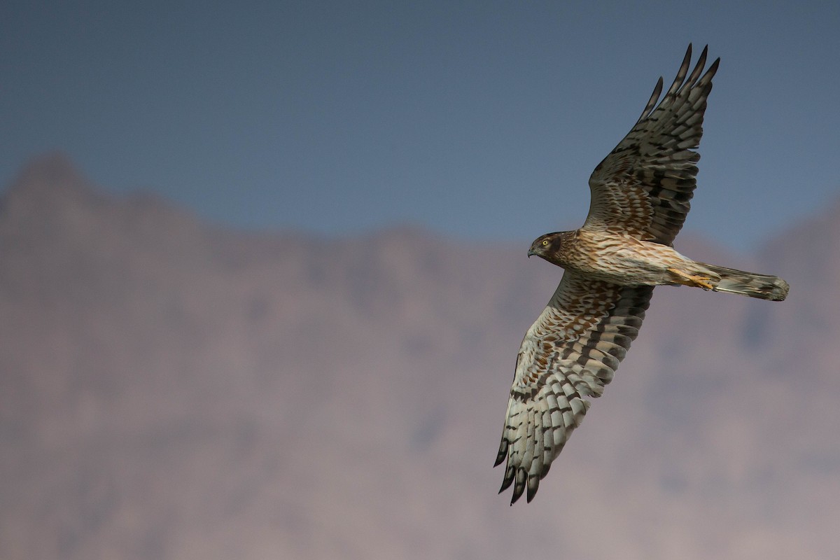 Montagu's Harrier - ML413766601