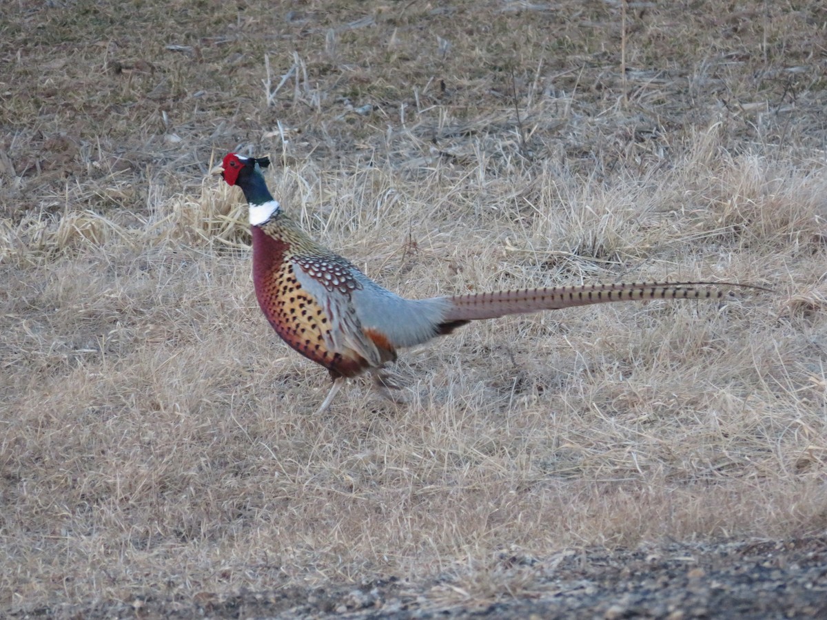 Ring-necked Pheasant - ML413766841