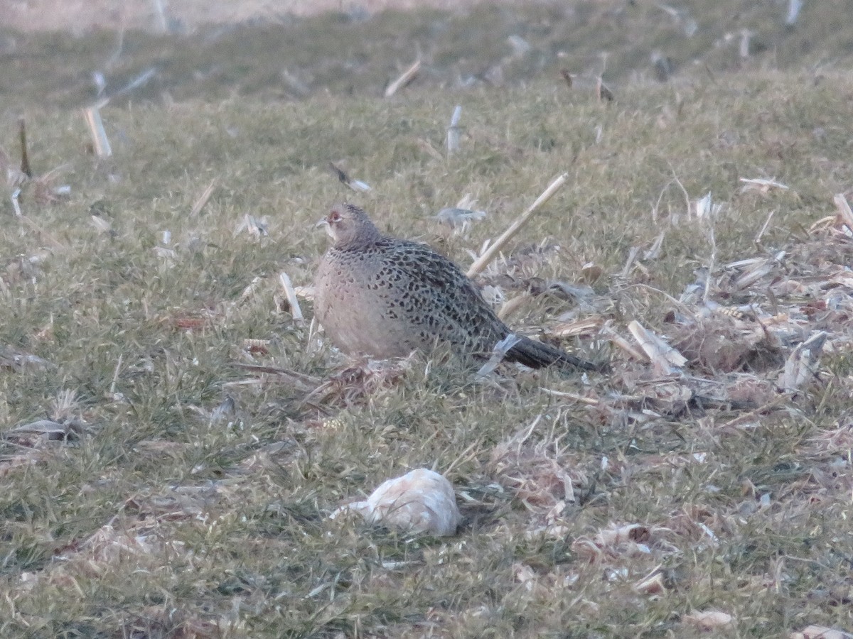 Ring-necked Pheasant - ML413767011