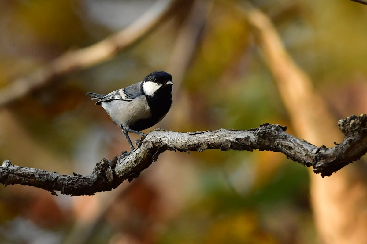 Cinereous Tit - ML413767921