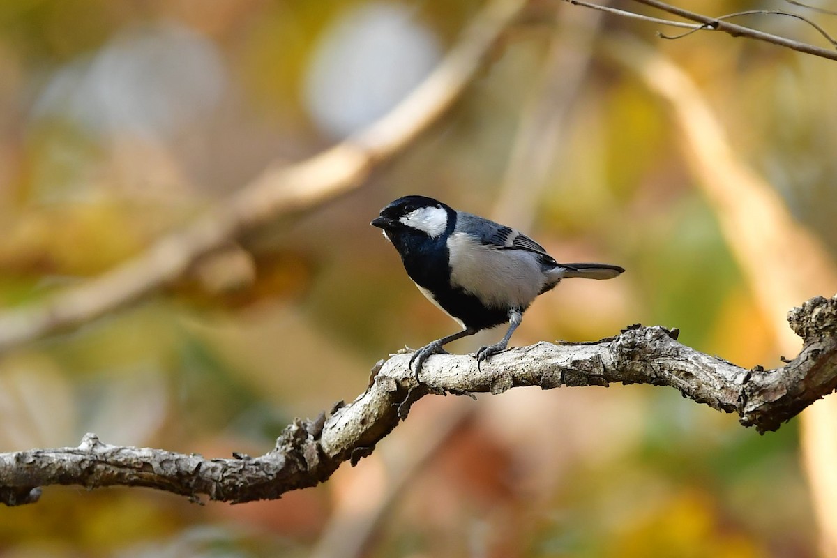 Cinereous Tit - ML413767931