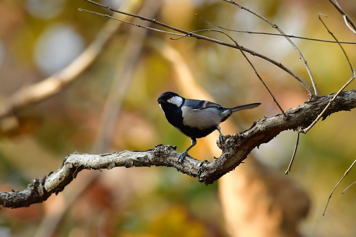 Cinereous Tit - ML413767951