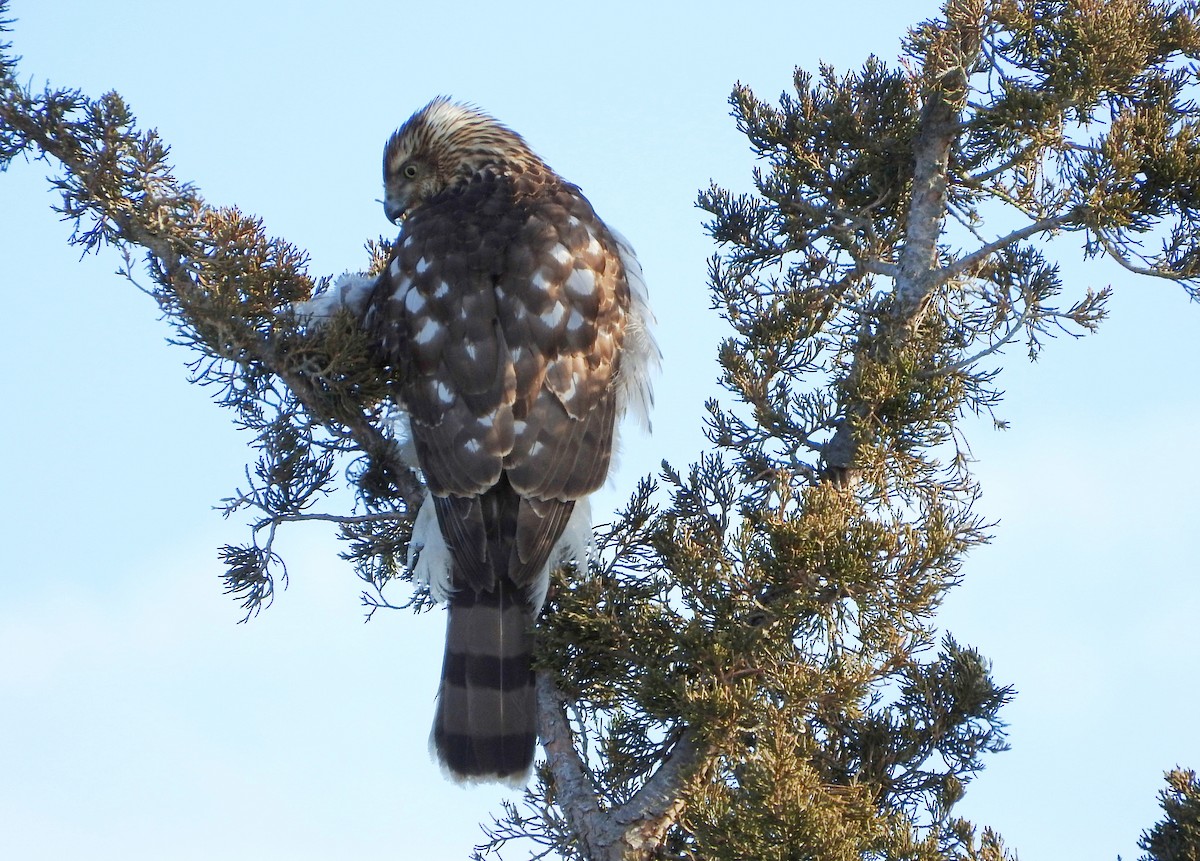 Cooper's Hawk - ML413768361