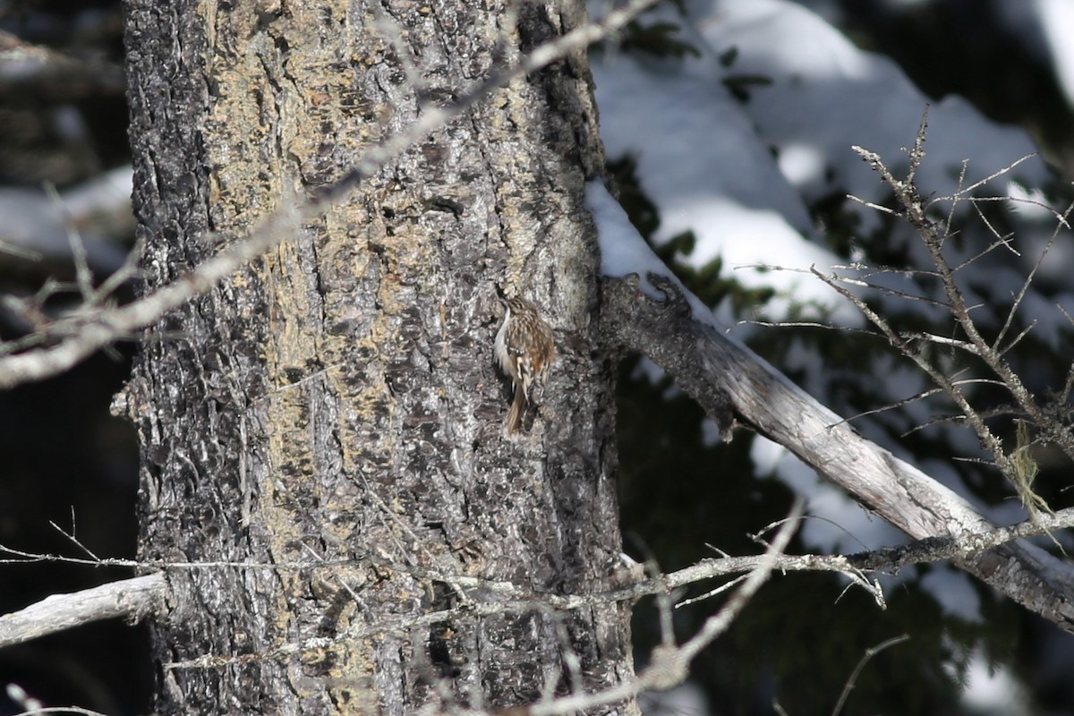 Brown Creeper - ML413768461