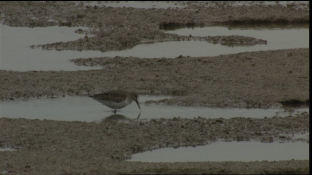 Dunlin - ML413769