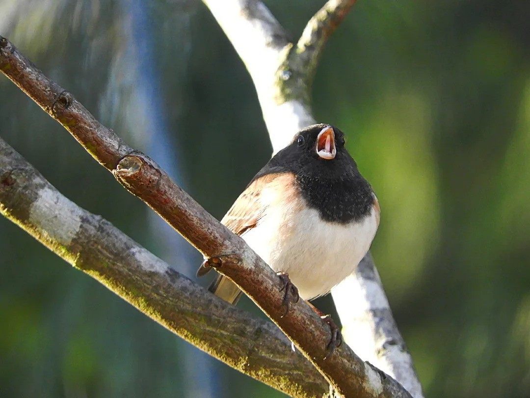 strnadec zimní [skupina oreganus] - ML413769511