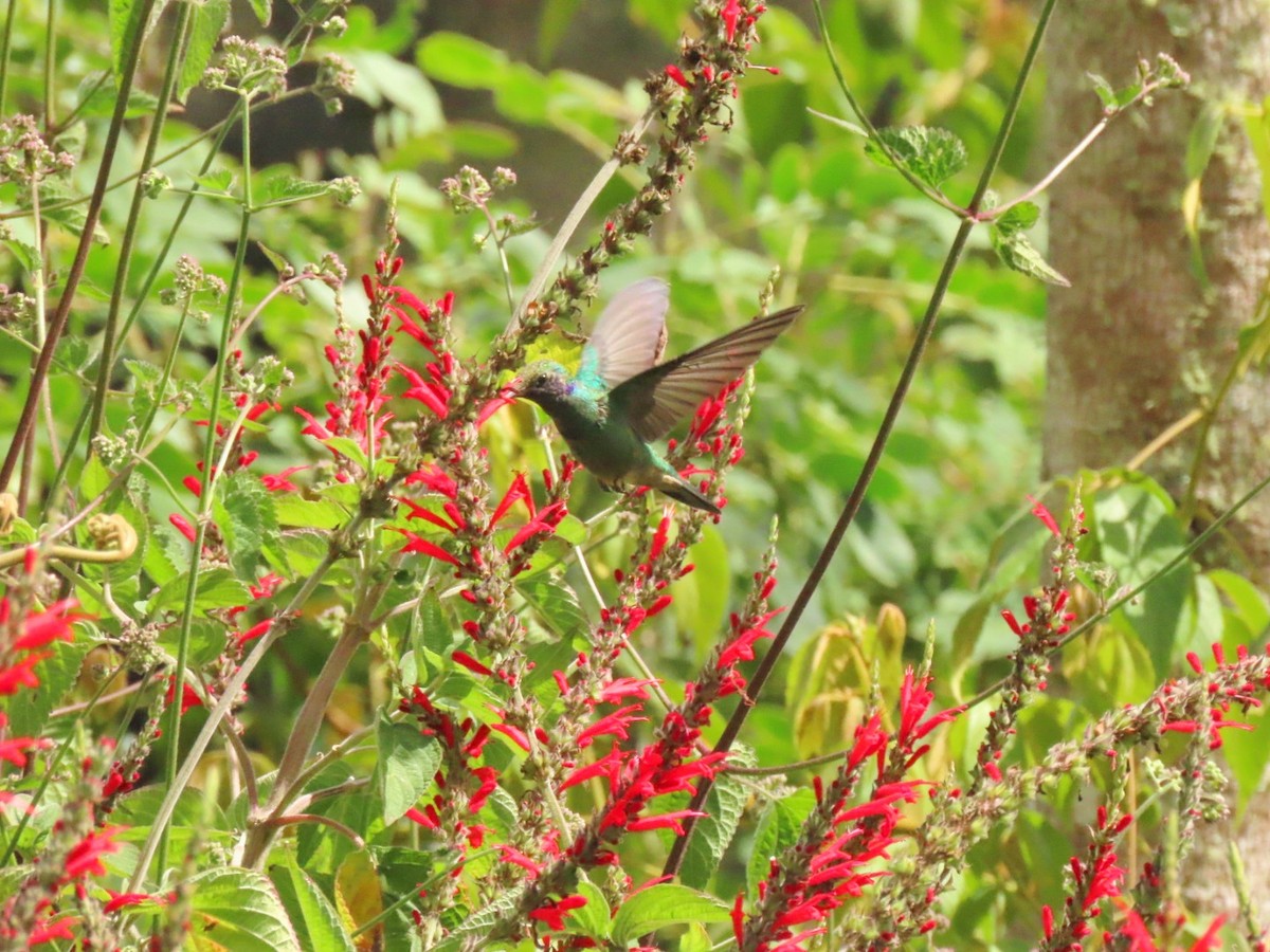 kolibřík zelený - ML413769611