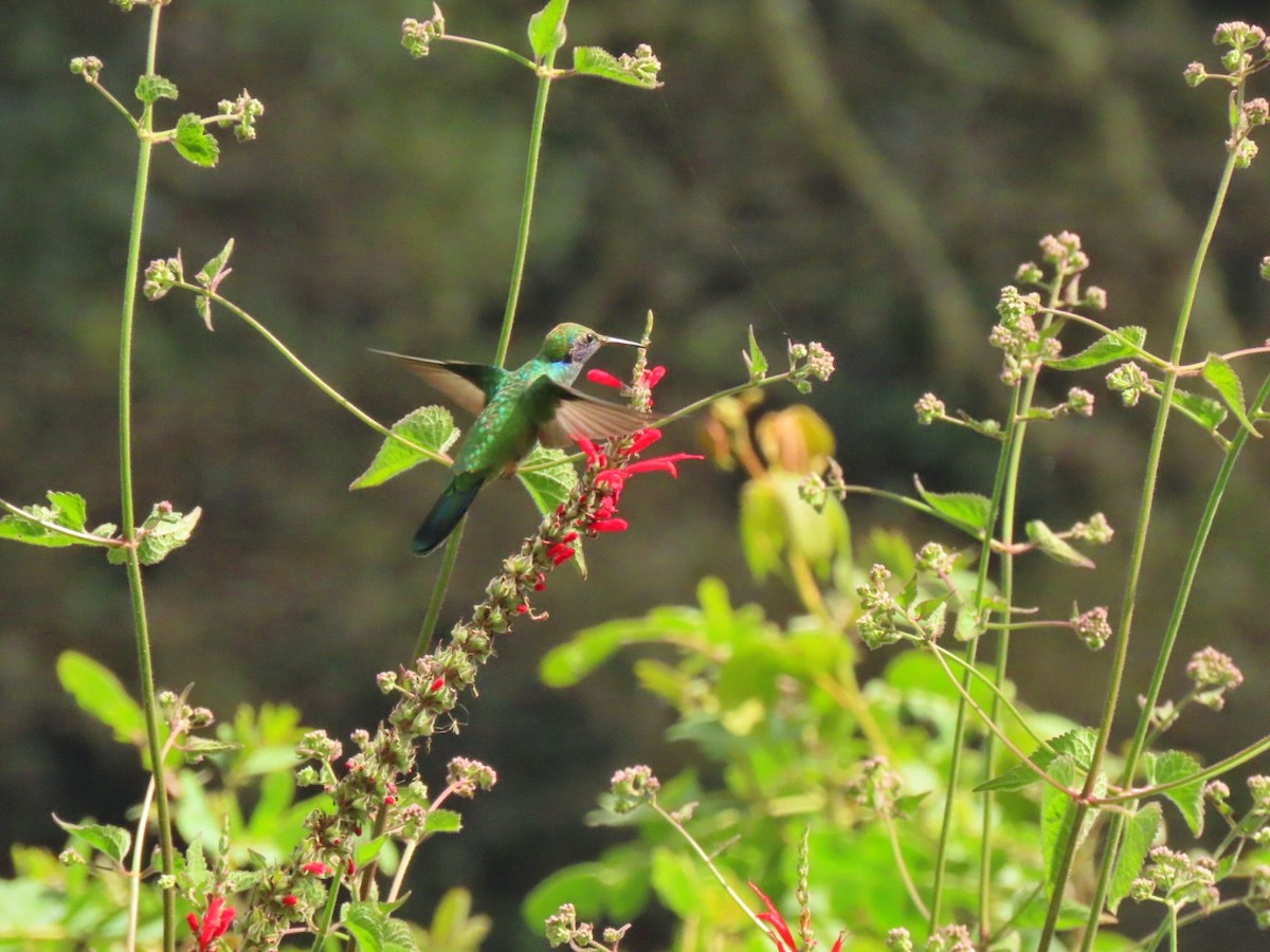 Mexiko-Veilchenohrkolibri - ML413769631