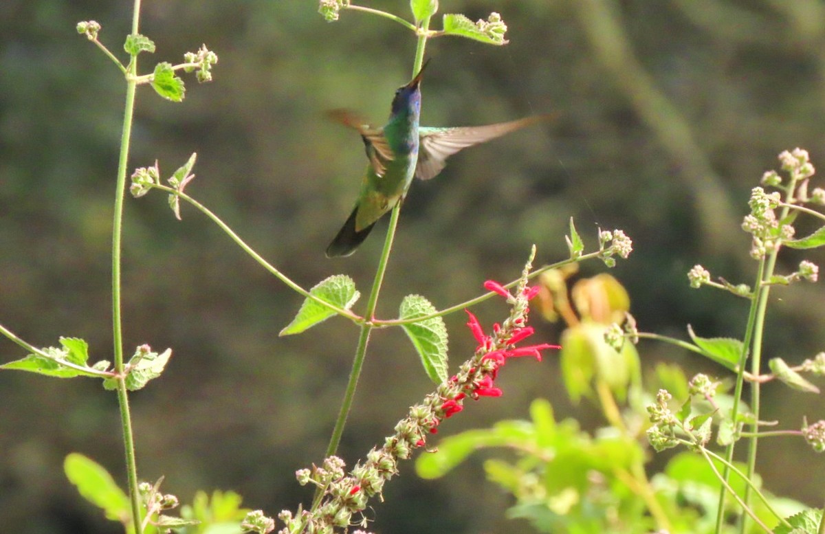 Mexiko-Veilchenohrkolibri - ML413769641