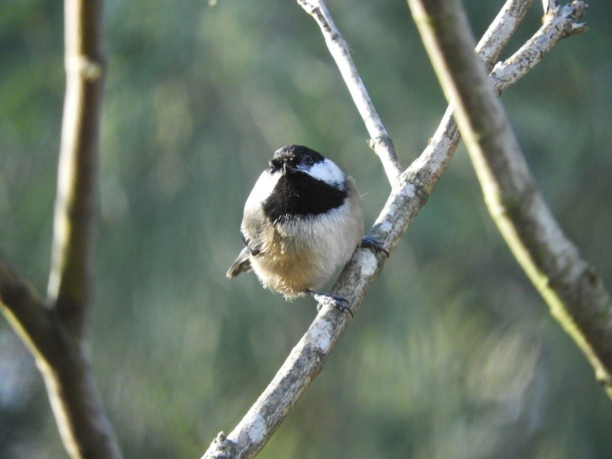 Black-capped Chickadee - ML413770101