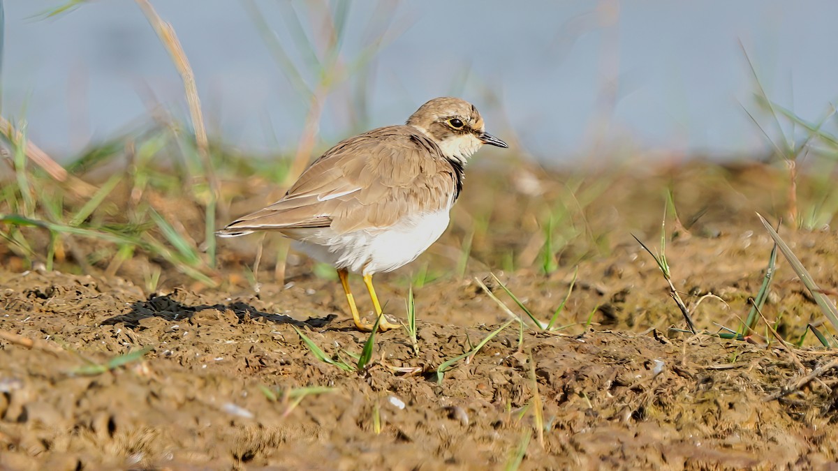 Little Ringed Plover - Kunal Chakravertti