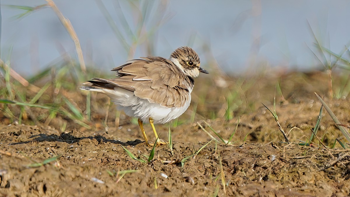 Little Ringed Plover - Kunal Chakravertti