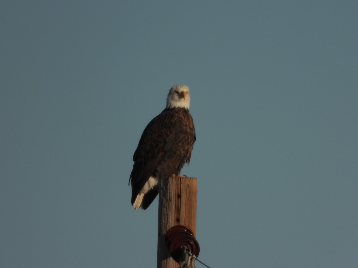 Weißkopf-Seeadler - ML413774931