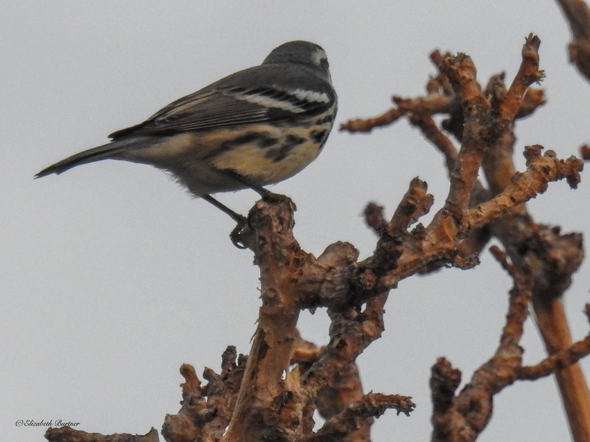 Yellow-throated Warbler - ML413775821