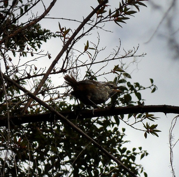 Timberline Wren - ML41377631