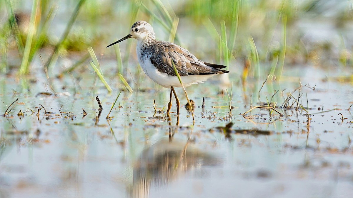 Little Stint - ML413776621