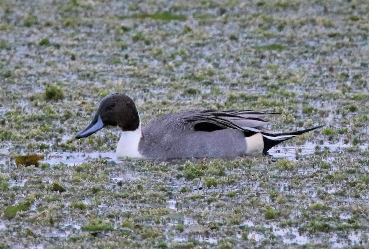 Northern Pintail - Alan Shapiro