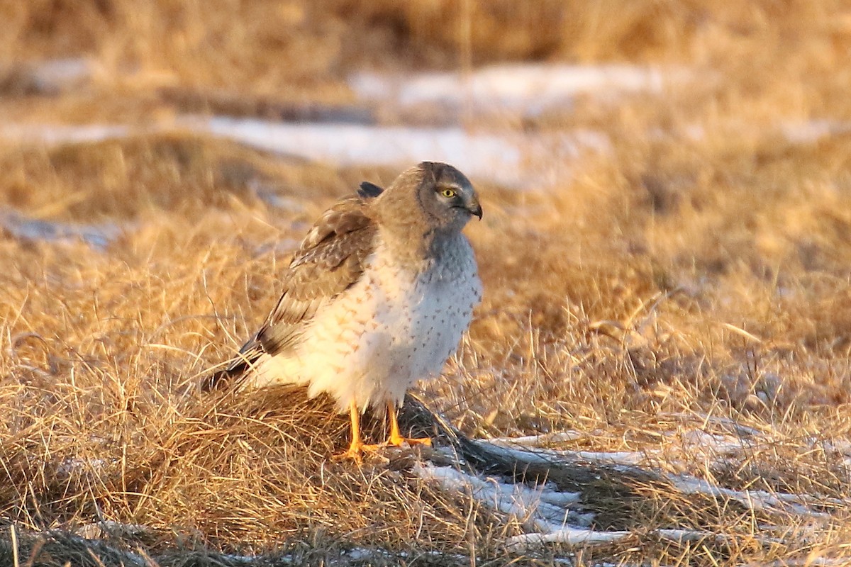 Northern Harrier - ML413778741