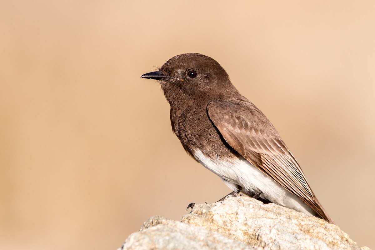 Black Phoebe - Braxton Landsman