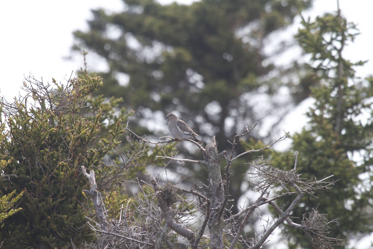 White-winged Dove - ML41377951