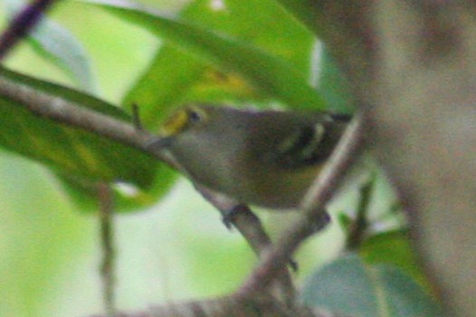 Vireo Ojiblanco - ML41377961